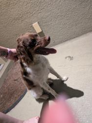 Found/Stray Male Dog last seen Near Wilber ave, Port Charlotte, FL 33980