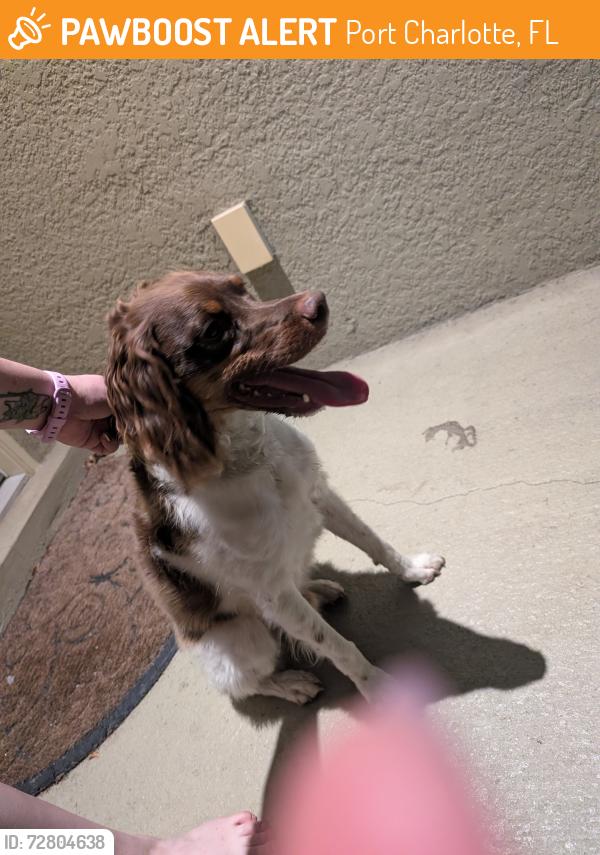 Found/Stray Male Dog last seen Near Wilber ave, Port Charlotte, FL 33980