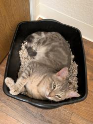 Found/Stray Male Cat last seen Elk Grove florin and Bond , Elk Grove, CA 95624