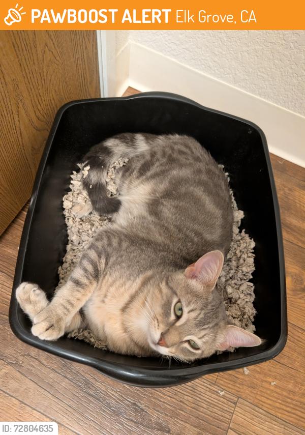 Found/Stray Male Cat last seen Elk Grove florin and Bond , Elk Grove, CA 95624