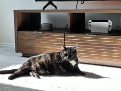 Lost Male Cat last seen Stone creek ranch 76179, Fort Worth, TX 76179