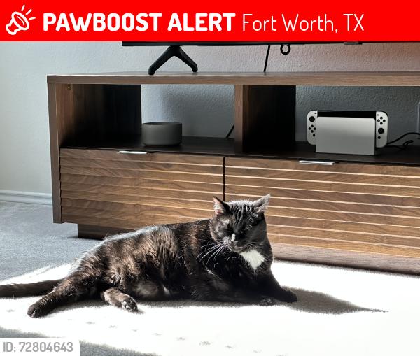 Lost Male Cat last seen Stone creek ranch 76179, Fort Worth, TX 76179
