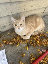 Lost Male Cat last seen El Norte Parkway and fig Street, Escondido, CA 92026