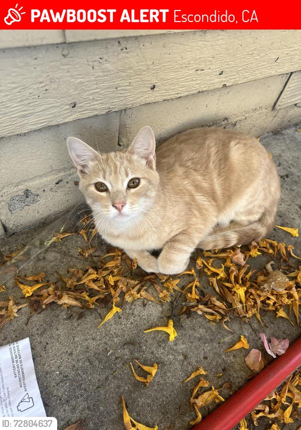 Lost Male Cat last seen El Norte Parkway and fig Street, Escondido, CA 92026
