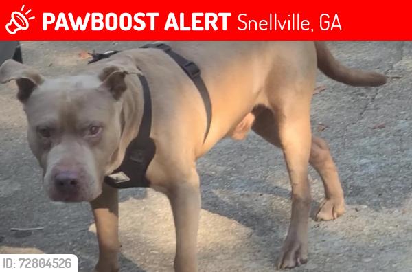 Lost Male Dog last seen Temple Johnson Rd and Millers Pond Way, Snellville, GA 30039