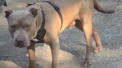 Lost Male Dog last seen Temple Johnson Rd and Millers Pond Way, Snellville, GA 30039