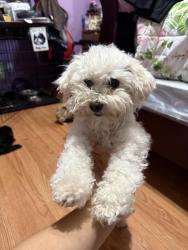 Lost Female Dog last seen Arcadia Park Public Library on Morocco and Justin st, Dallas, TX 75211