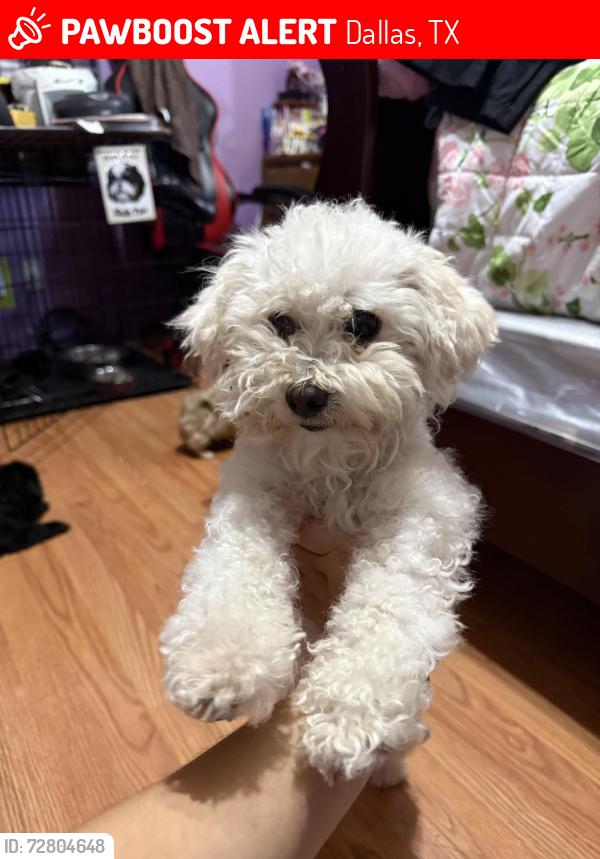 Lost Female Dog last seen Arcadia Park Public Library on Morocco and Justin st, Dallas, TX 75211