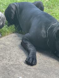 Lost Male Dog last seen Near New Street, Indianapolis, Indiana, 46203, Indianapolis, IN 46203