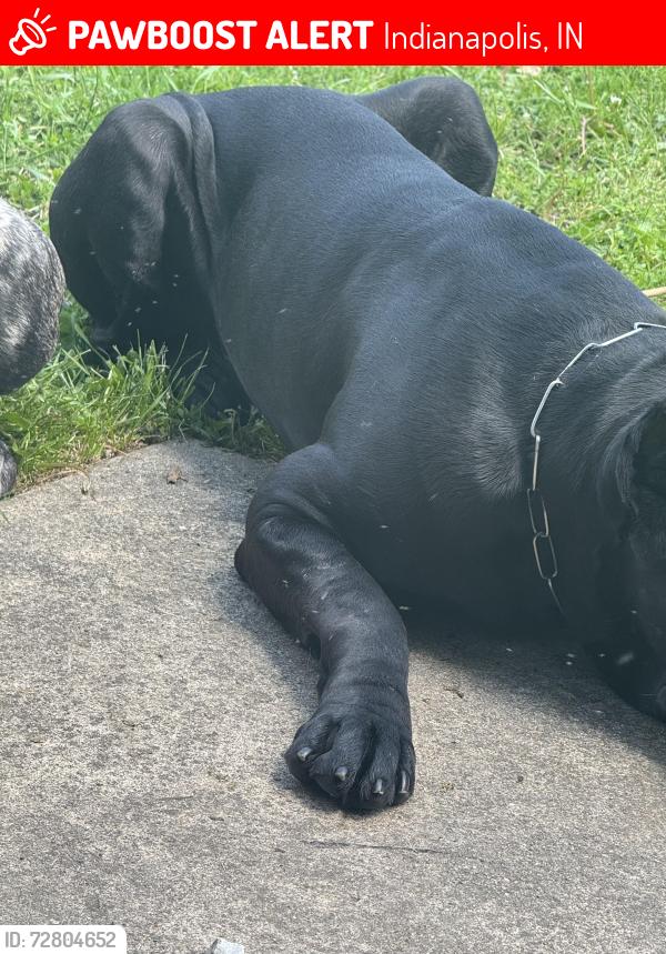 Lost Male Dog last seen Near New Street, Indianapolis, Indiana, 46203, Indianapolis, IN 46203