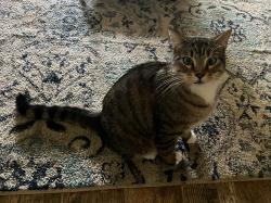 Lost Male Cat last seen Weathered Dr & Rustic Ridge Cr, Milton, FL 32570