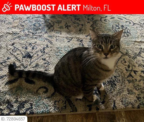 Lost Male Cat last seen Weathered Dr & Rustic Ridge Cr, Milton, FL 32570