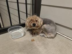 Found/Stray Male Dog last seen Evolve at Parkway apmts , Concord, NC 28027