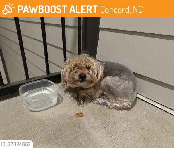 Found/Stray Male Dog last seen Evolve at Parkway apmts , Concord, NC 28027