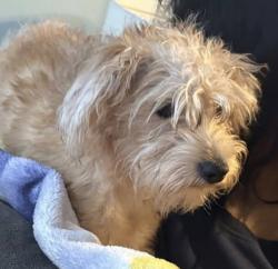 Lost Male Dog last seen Hillsboro St., Pittsboro, NC 27312