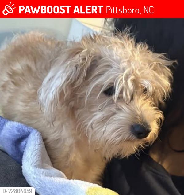 Lost Male Dog last seen Hillsboro St., Pittsboro, NC 27312