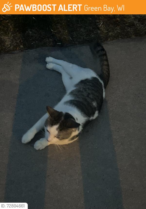 Found/Stray Male Cat last seen Shea ave, Green Bay, WI 54303