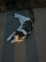 Found/Stray Male Cat last seen Shea ave, Green Bay, WI 54303