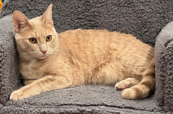 Reunited Female Cat last seen Aberdeen Rd, Mission Hills, KS 66208