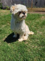 Found/Stray Female Dog last seen Boswell Meadows Dr, Fort Worth, TX 76179