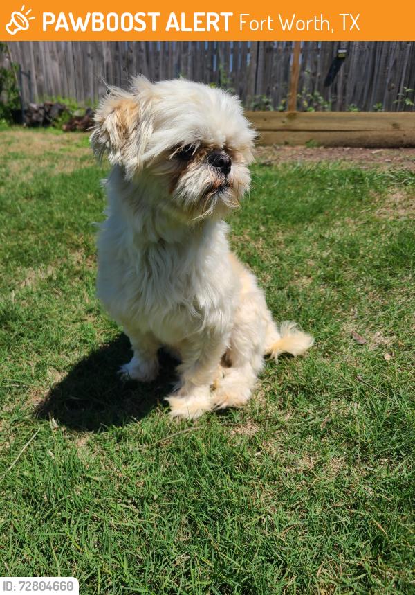 Found/Stray Female Dog last seen Boswell Meadows Dr, Fort Worth, TX 76179