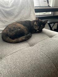 Lost Female Cat last seen Huntmar, Ottawa, ON K2S 0M7