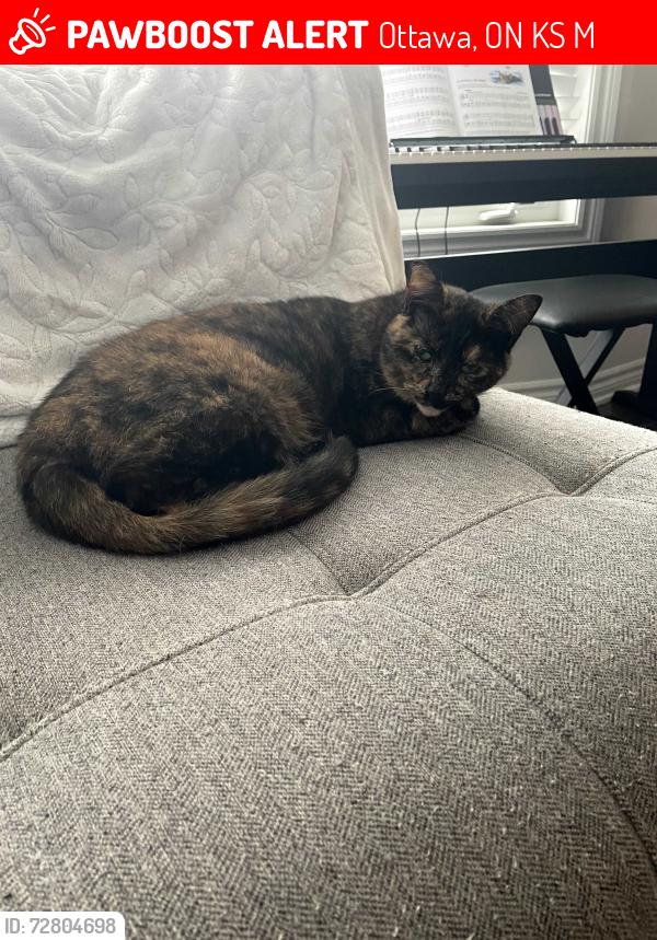 Lost Female Cat last seen Huntmar, Ottawa, ON K2S 0M7
