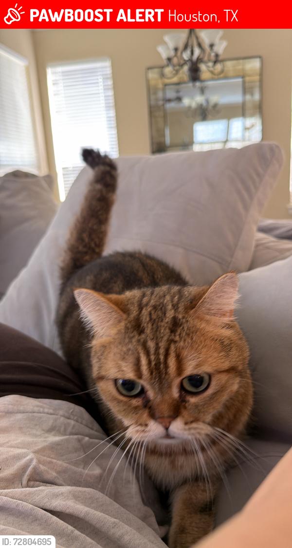 Lost Male Cat last seen Briargreen Terrace, Houston, TX 77082
