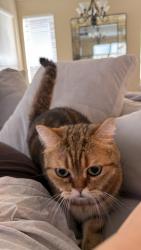 Lost Male Cat last seen Briargreen Terrace, Houston, TX 77082