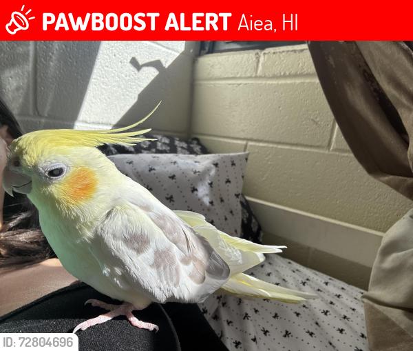 Lost Female Bird last seen Rail station (aiea) and aloha stadium . , Aiea, HI 96701
