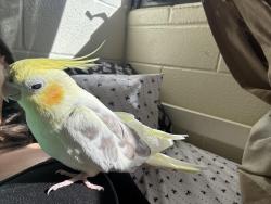Lost Female Bird last seen Rail station (aiea) and aloha stadium . , Aiea, HI 96701