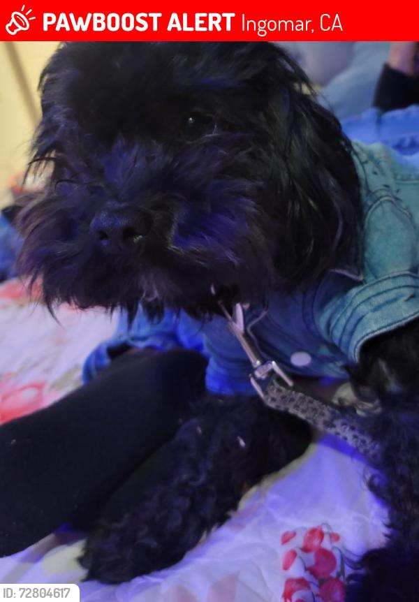 Lost Male Dog last seen Near Vanalden 91335, Los Angeles, CA 91335