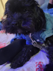 Lost Male Dog last seen Near Vanalden 91335, Los Angeles, CA 91335