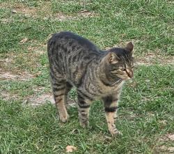 Lost Female Cat last seen Rt. 76 and Old Ebenezer Road , Florence, SC 29501