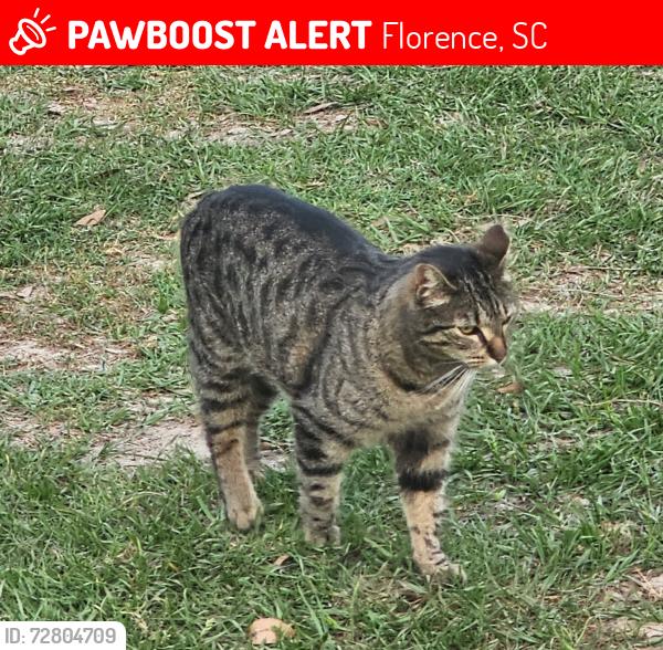 Lost Female Cat last seen Rt. 76 and Old Ebenezer Road , Florence, SC 29501