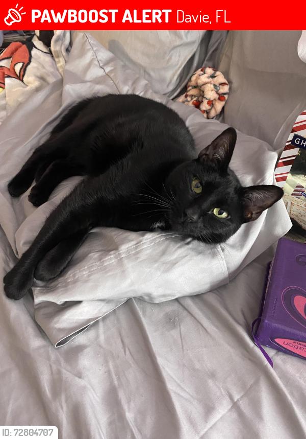 Lost Male Cat last seen Broward College , Davie, FL 33314
