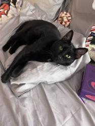 Lost Male Cat last seen Broward College , Davie, FL 33314