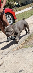 Lost Male Dog last seen Near Dixon Blvd, Cocoa, FL 32922