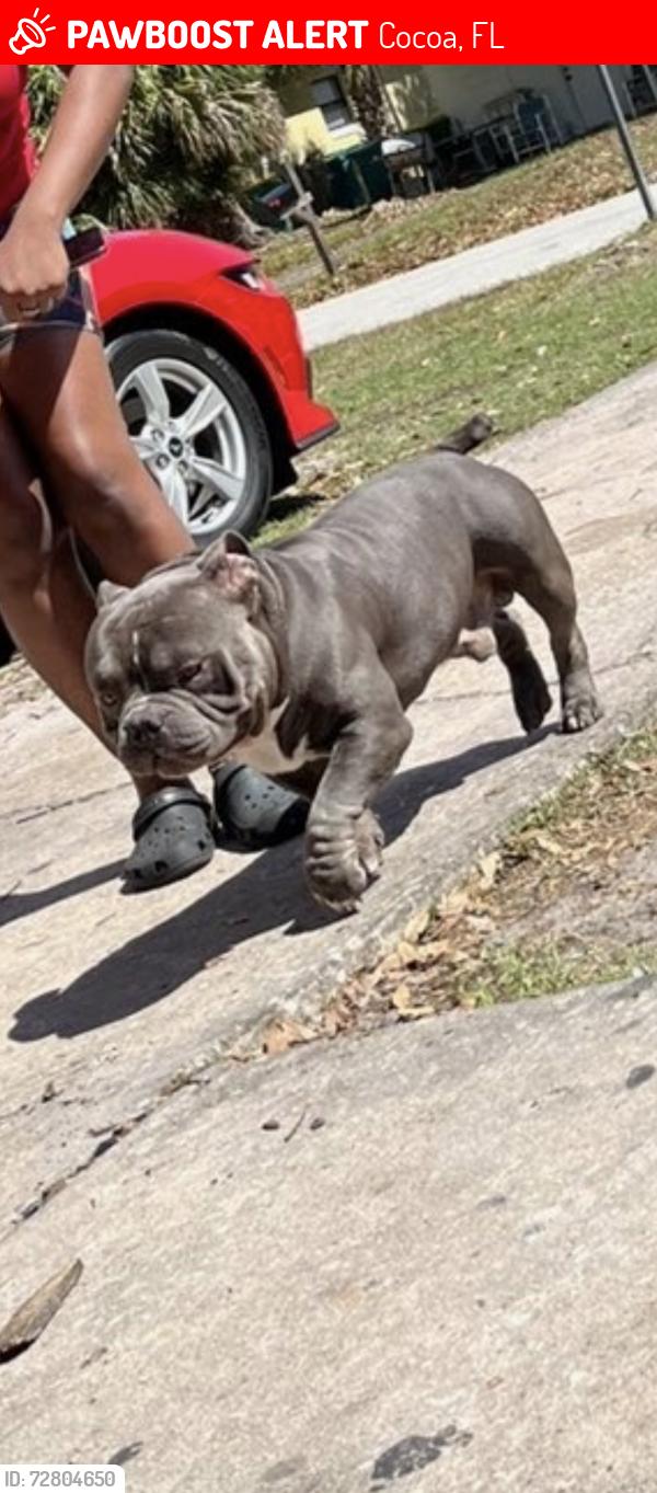 Lost Male Dog last seen Near Dixon Blvd, Cocoa, FL 32922
