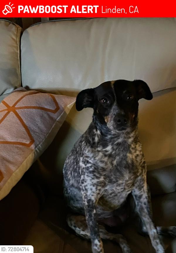 Lost Female Dog last seen Copperopolis rd, Linden, CA 95236