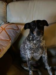 Lost Female Dog last seen Copperopolis rd, Linden, CA 95236
