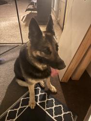 Found/Stray Female Dog last seen Oak Hills golf course , Spring Hill, FL 34609