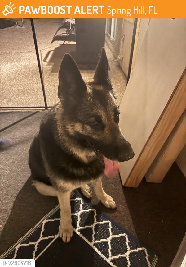Found/Stray Female Dog last seen Oak Hills golf course , Spring Hill, FL 34609