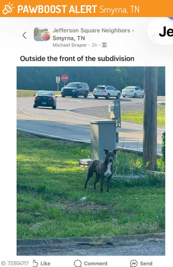 Found/Stray Male Dog last seen Jefferson pike/old Jefferson pike, Smyrna, TN 37167