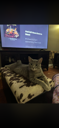 Lost Male Cat last seen Goddard dr greeneville tn , Greeneville, TN 37745
