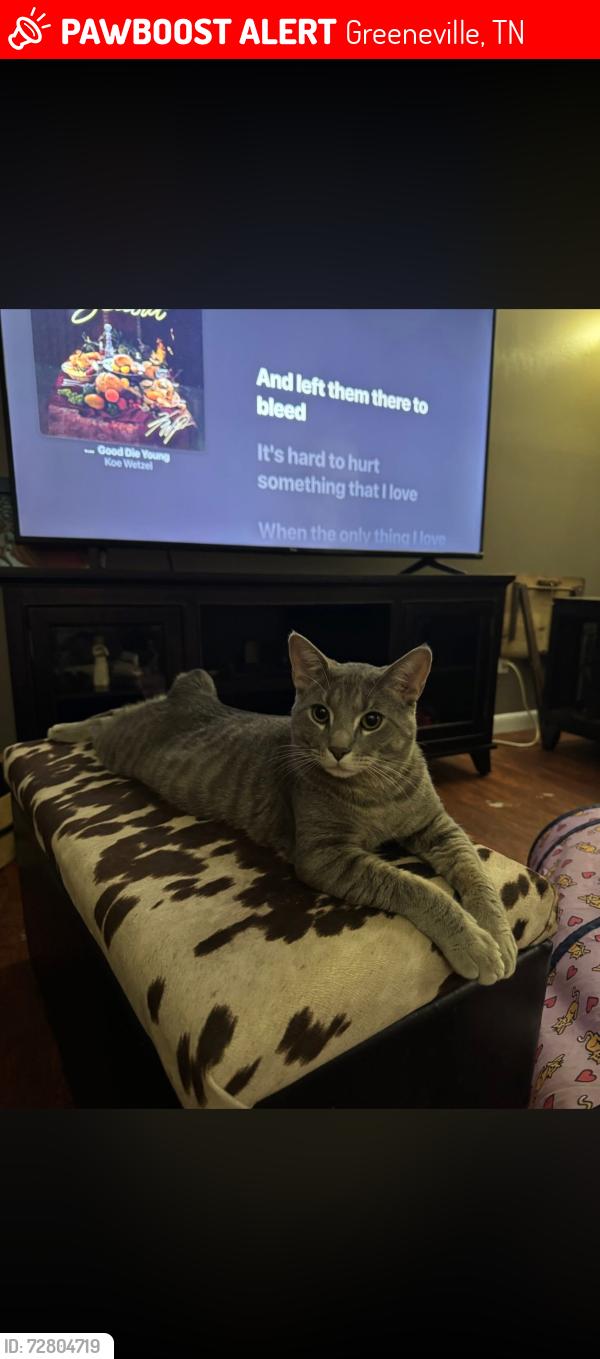 Lost Male Cat last seen Goddard dr greeneville tn , Greeneville, TN 37745