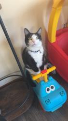 Lost Male Cat last seen Mexican restaurant is right around the corner and we’re also right around the corner from Main Street , Onaga, KS 66521