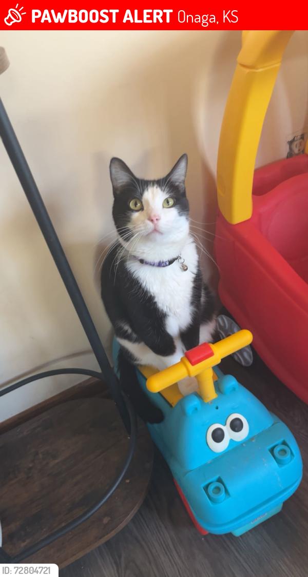 Lost Male Cat last seen Mexican restaurant is right around the corner and we’re also right around the corner from Main Street , Onaga, KS 66521