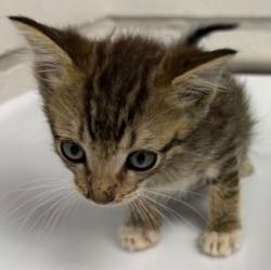 Shelter Stray Male Cat last seen Oakland, CA 94605, Oakland, CA 94601