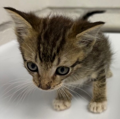 Shelter Stray Male Cat last seen Oakland, CA 94605, Oakland, CA 94601